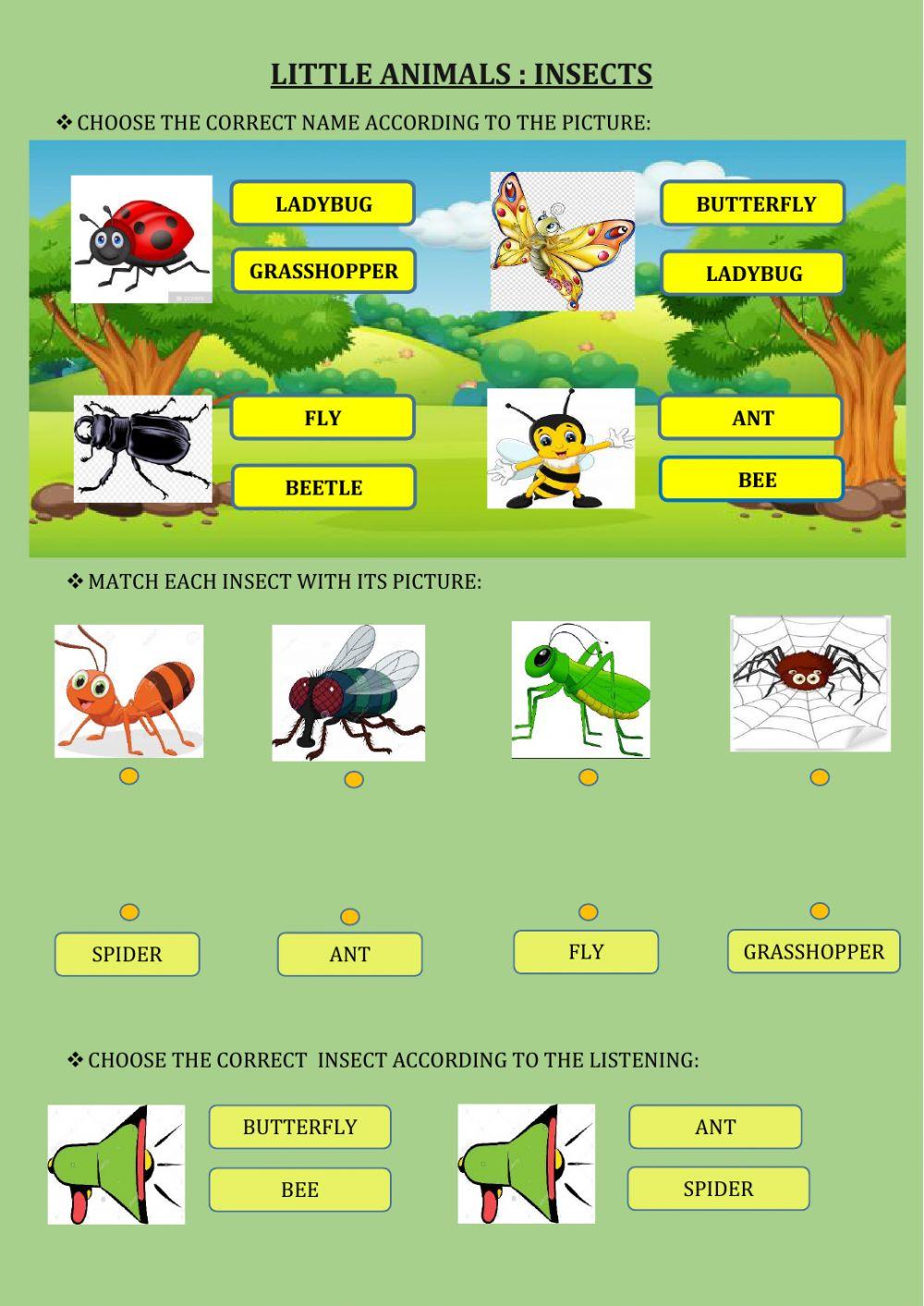 Little animals (insects)