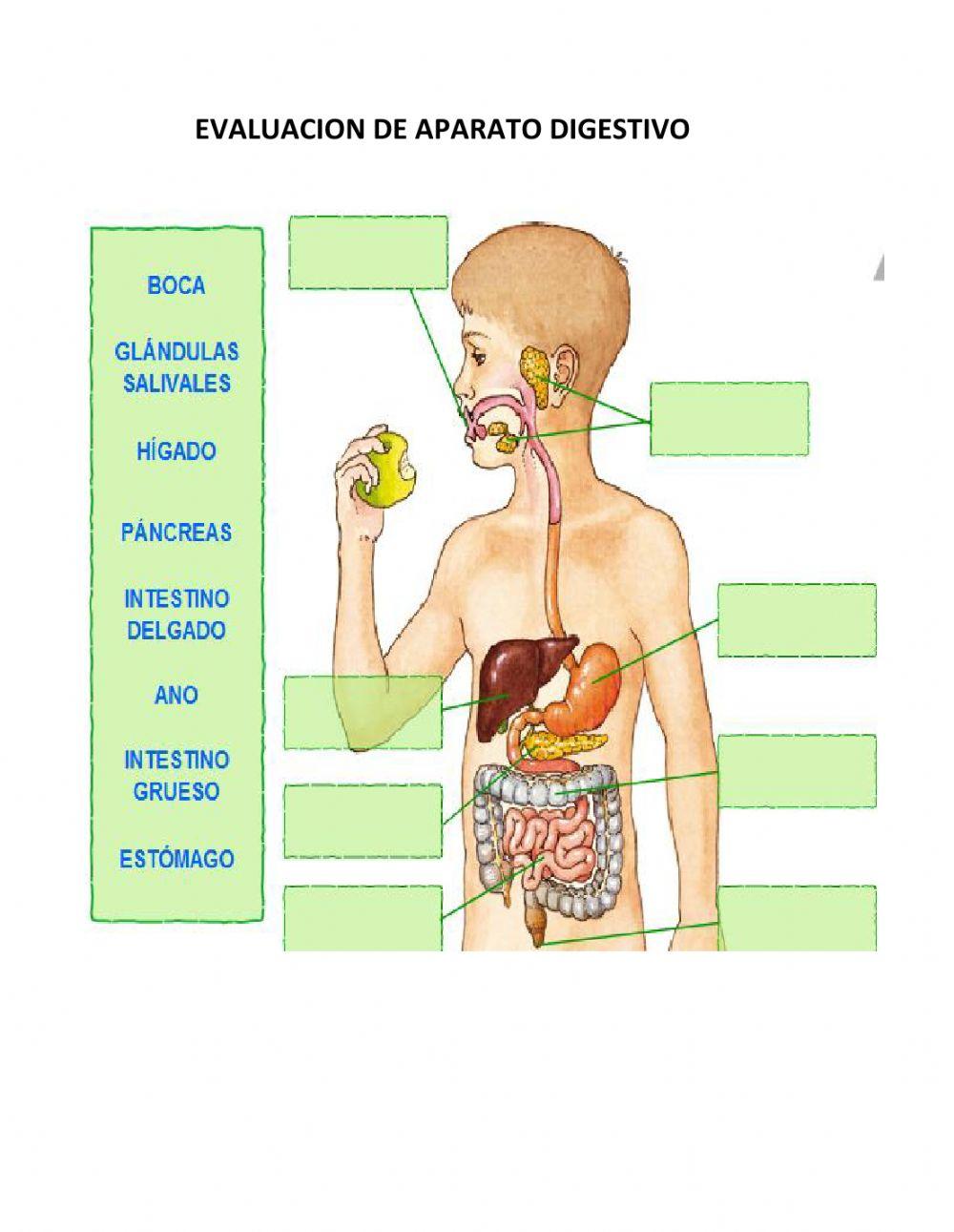 El aparato digestivo