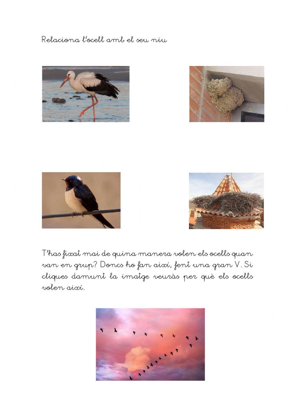 Els ocells migratoris