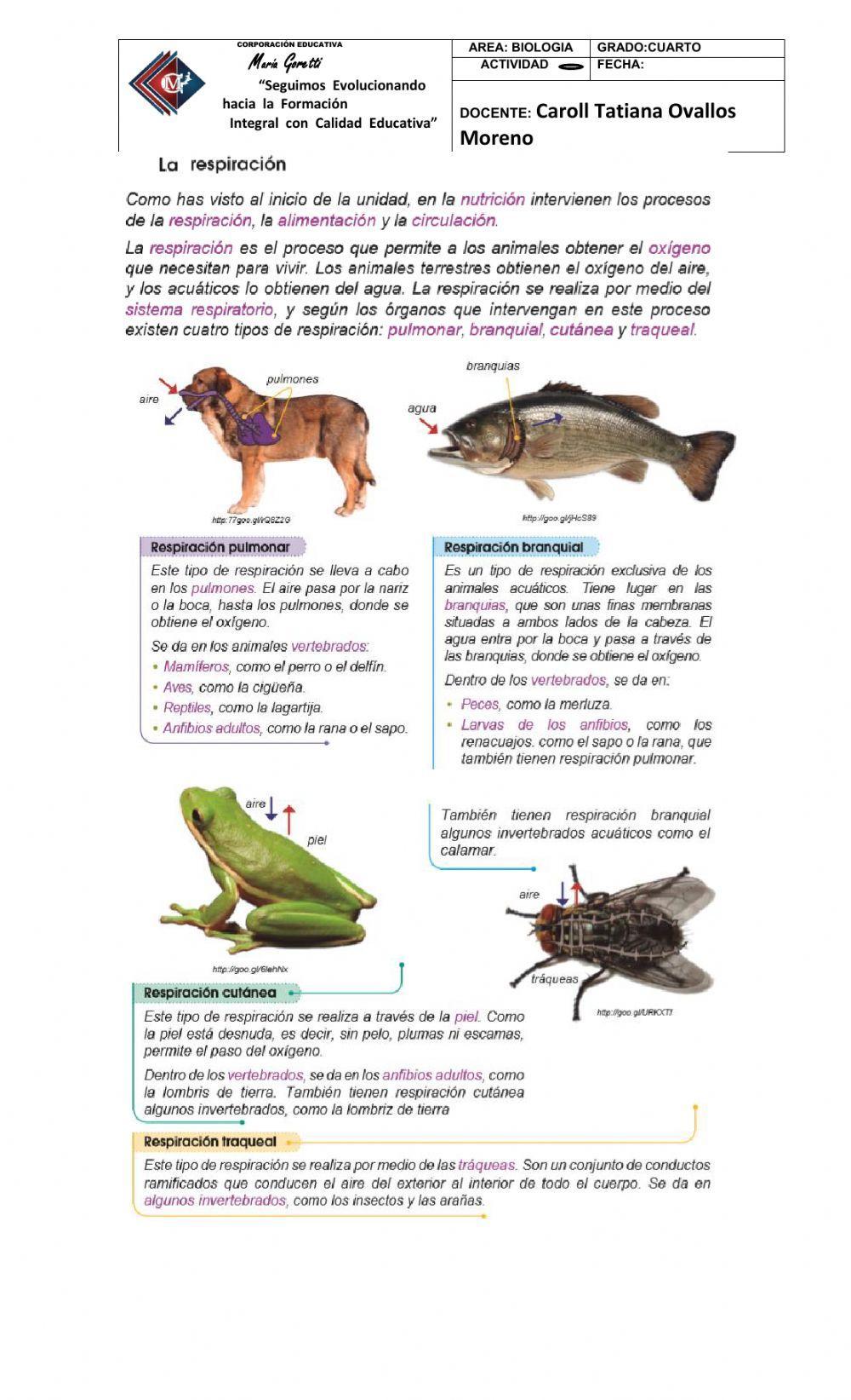 Respiración en animales Respiración en animales