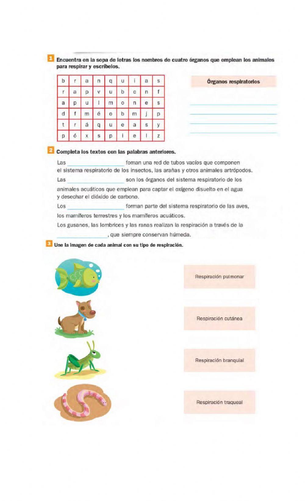 Respiración en animales Respiración en animales