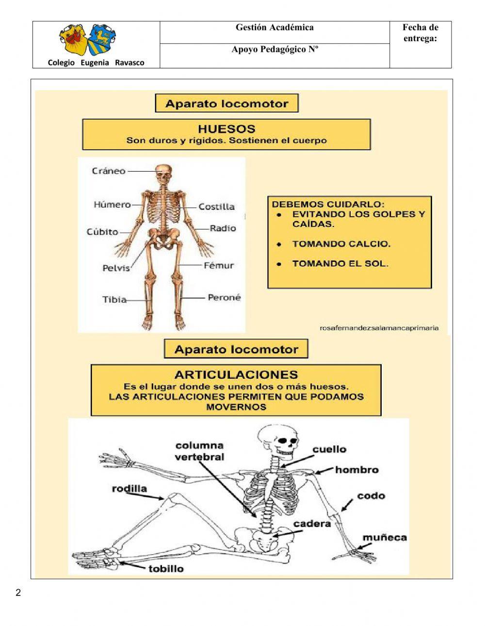 Sistema locomotor