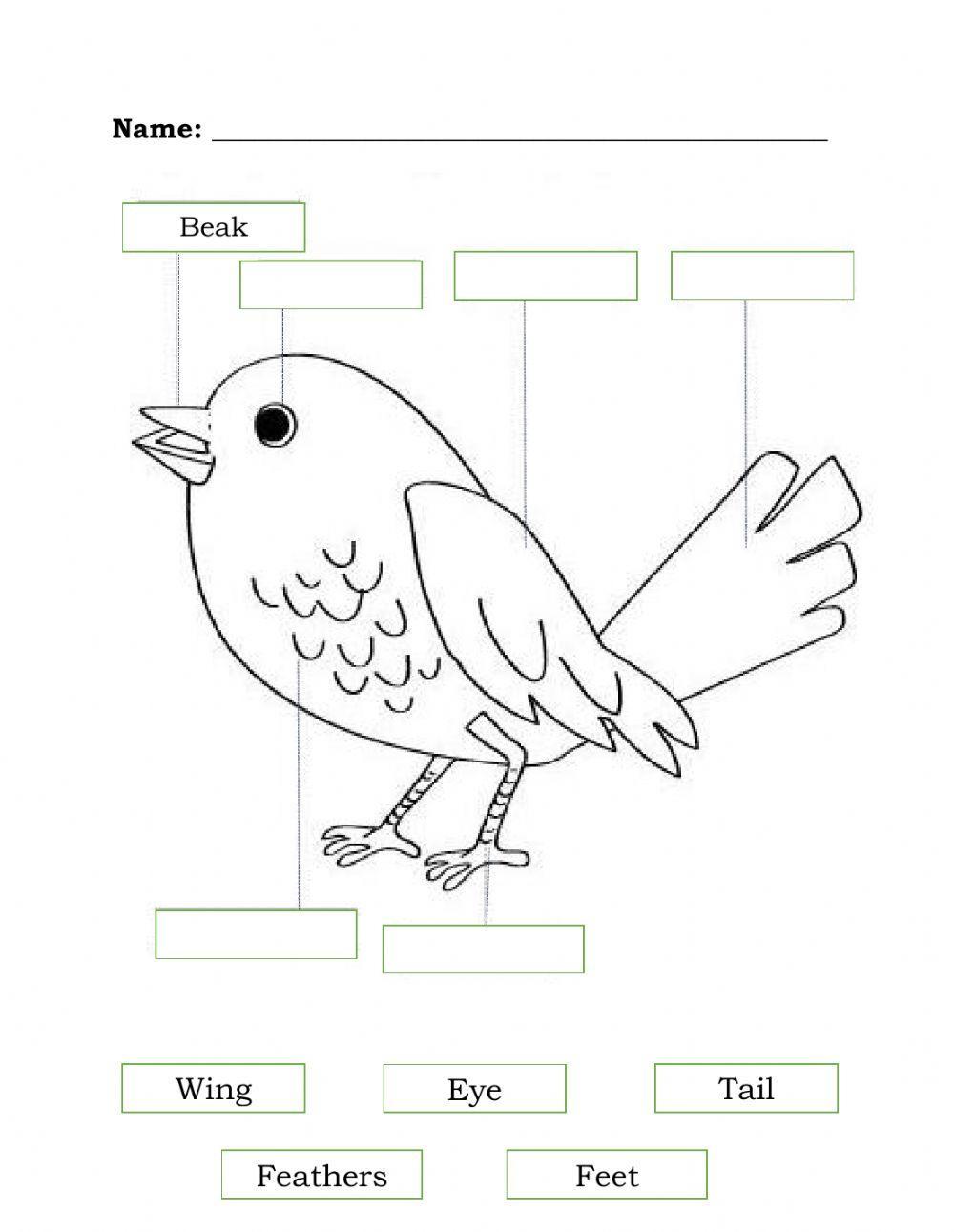 Identify the parts of an animal