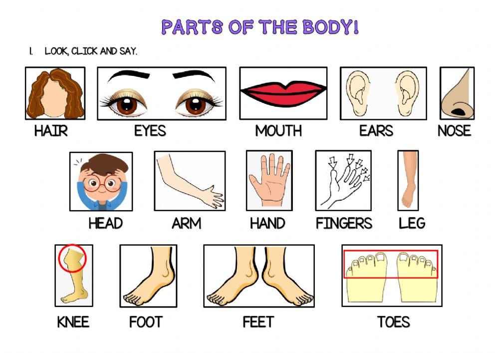 Parts of the body (plus)