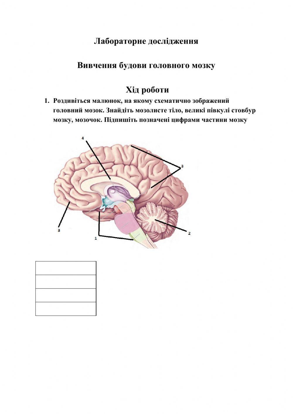 Лабораторне дослідження Будова головного мозку людини.