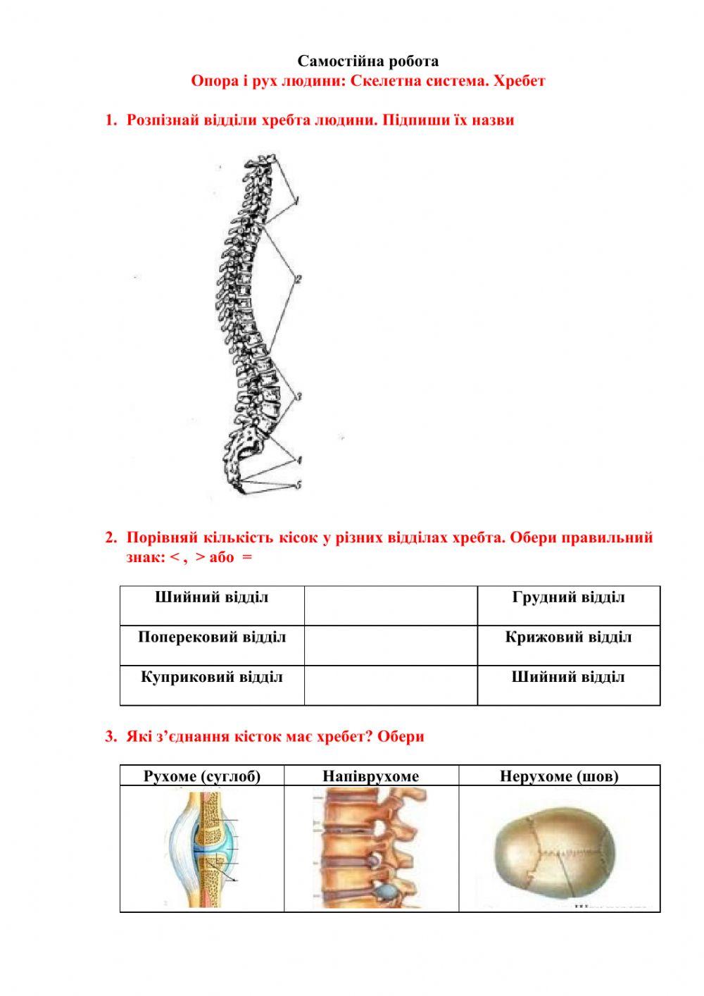 Хребет людини online exercise for | Live Worksheets
