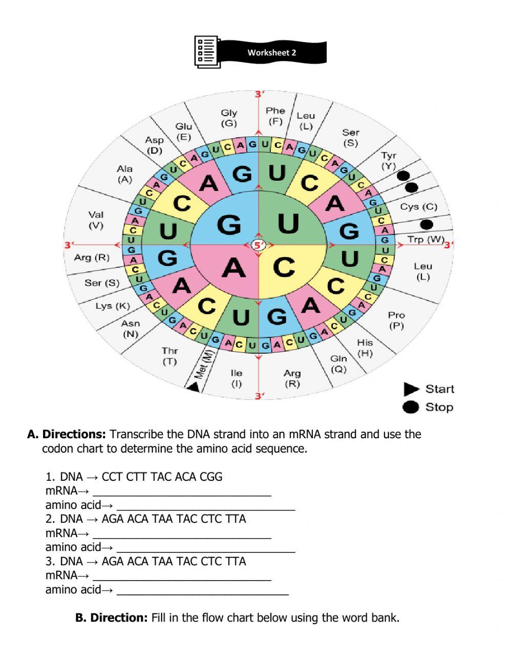 Worksheet 2: Transcription and Translation online exercise for Live