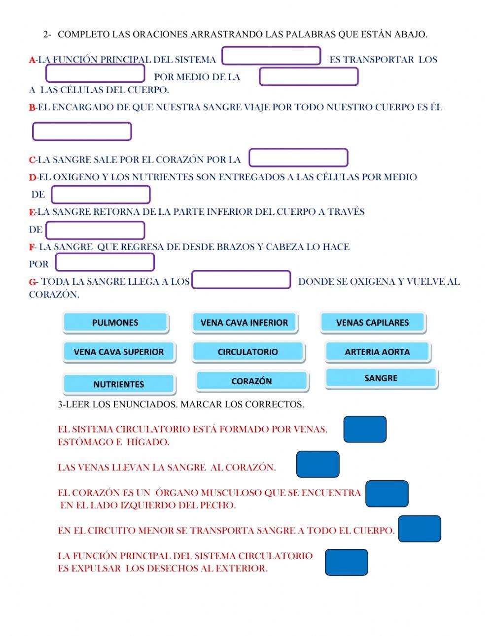 Sistema circulatorio