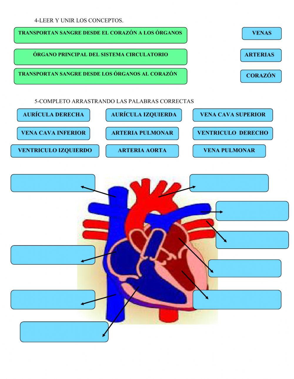 Sistema circulatorio