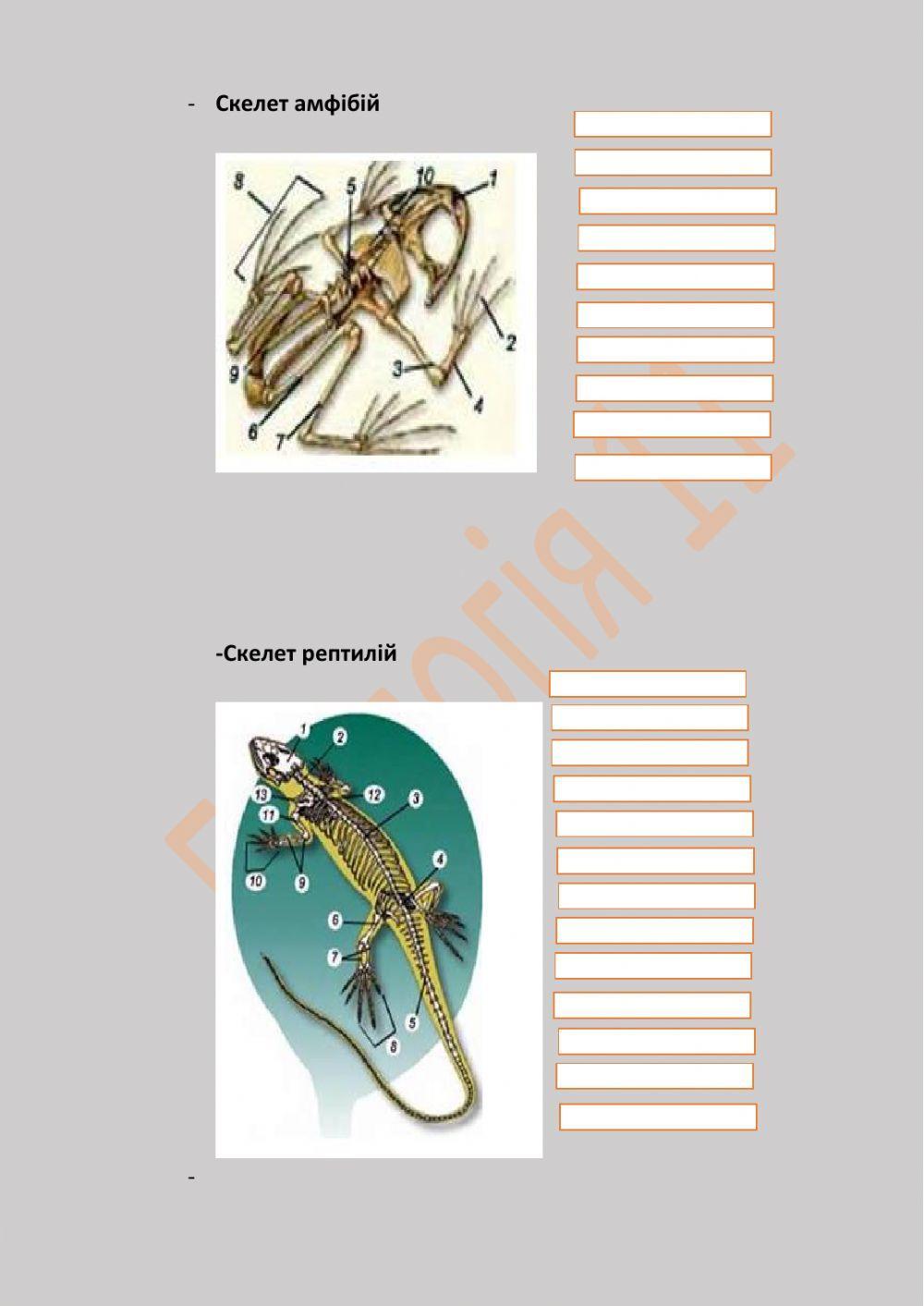 Рухи тварин