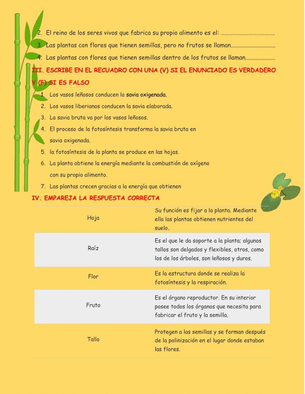 La Planta y sus partes