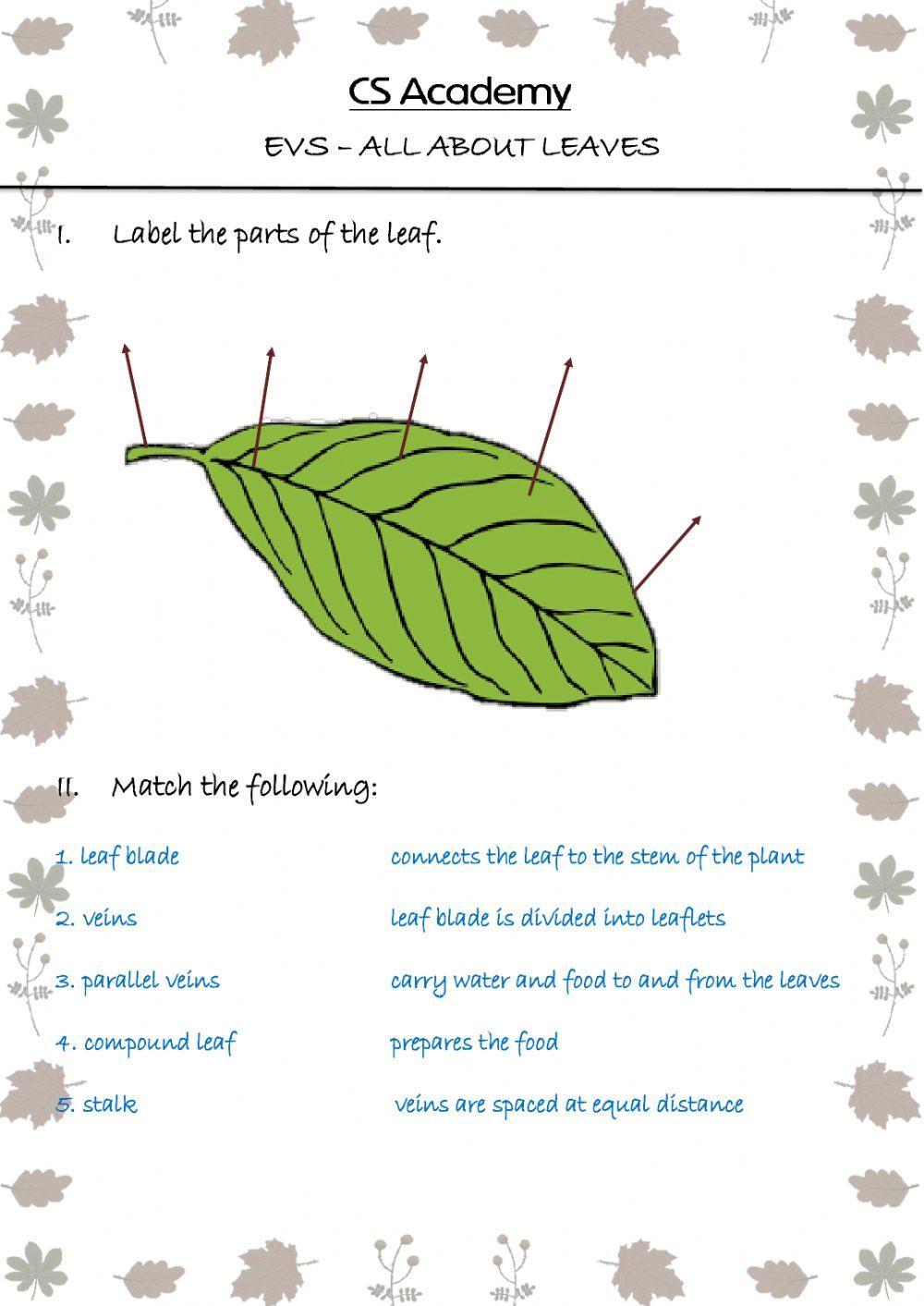 All about leaves 295000 Narmatha Live Worksheets