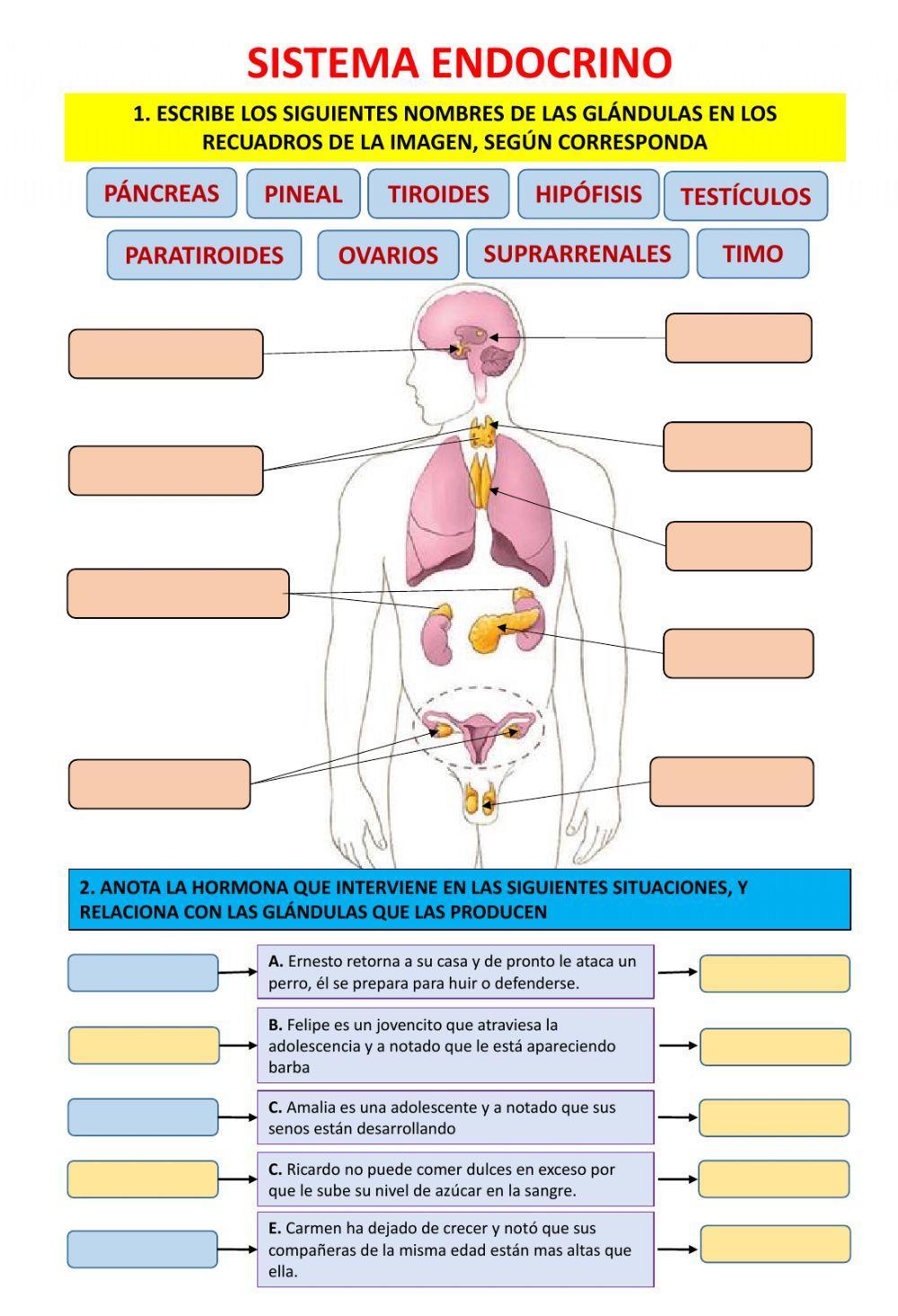 SISTEMA ENDOCRINO SISTEMA ENDOCRINO