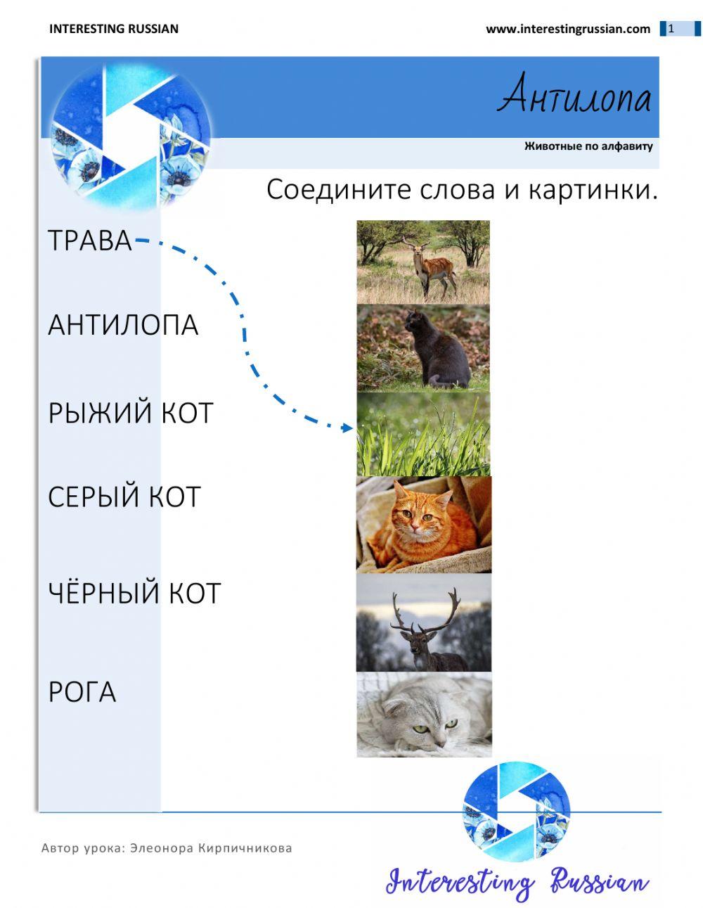 Interesting Russian Животные по алфавиту Антилопа