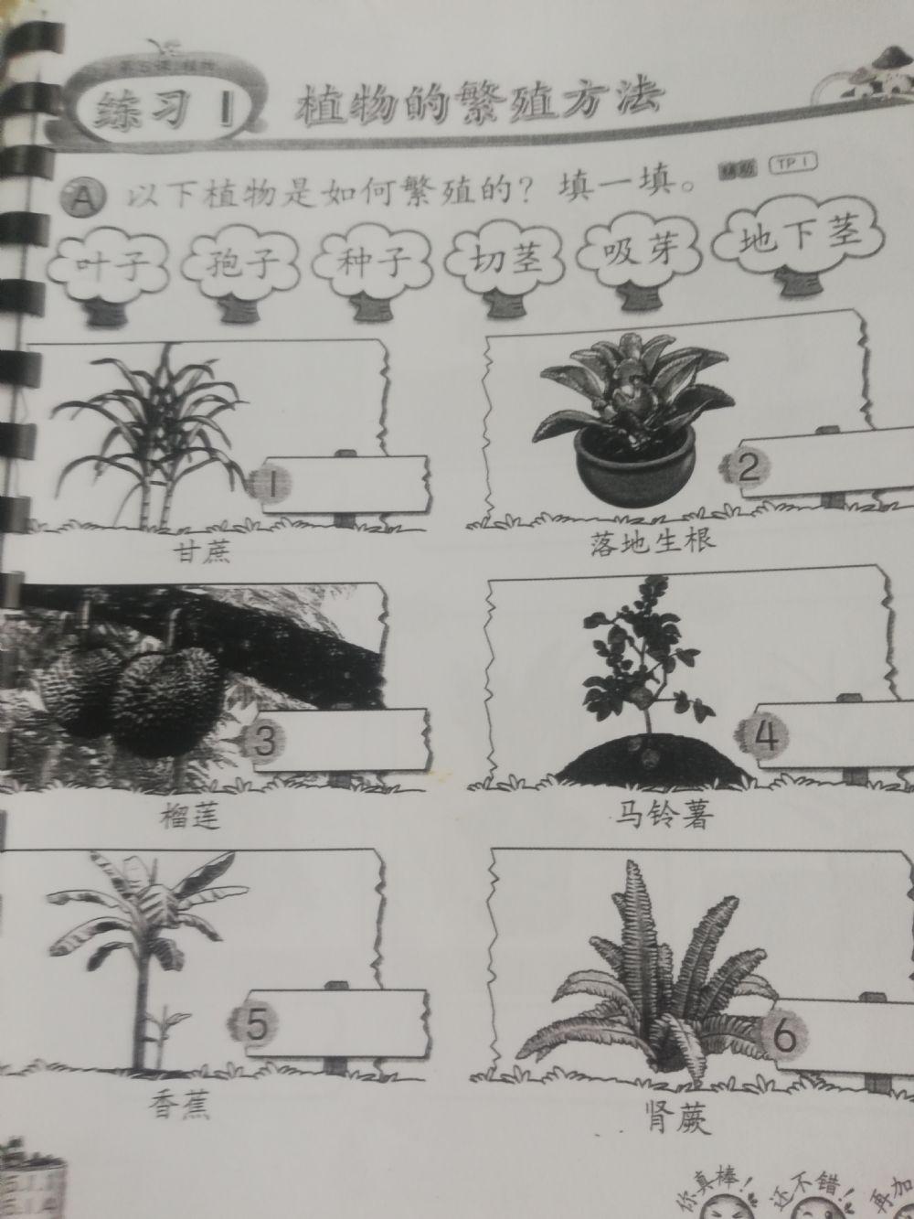 植物的繁殖方式