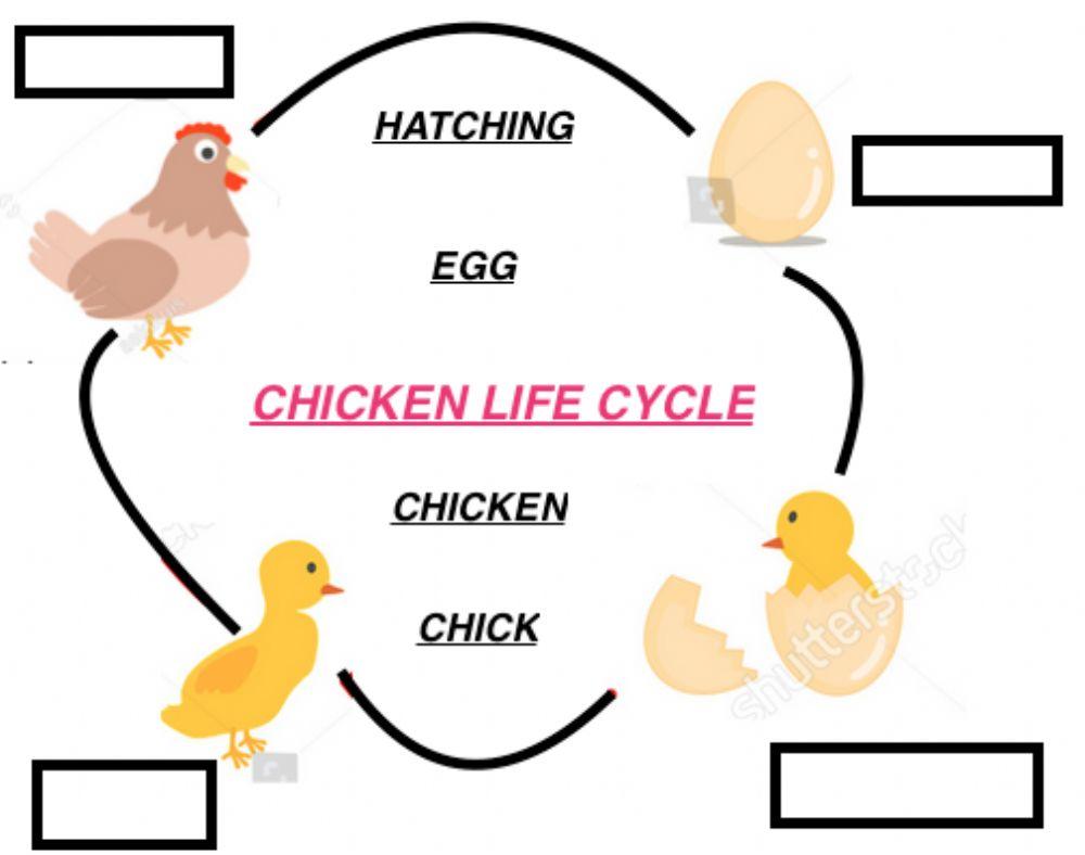 Chicken life cycle