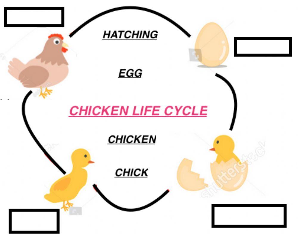 Chicken life cycle Chicken life cycle