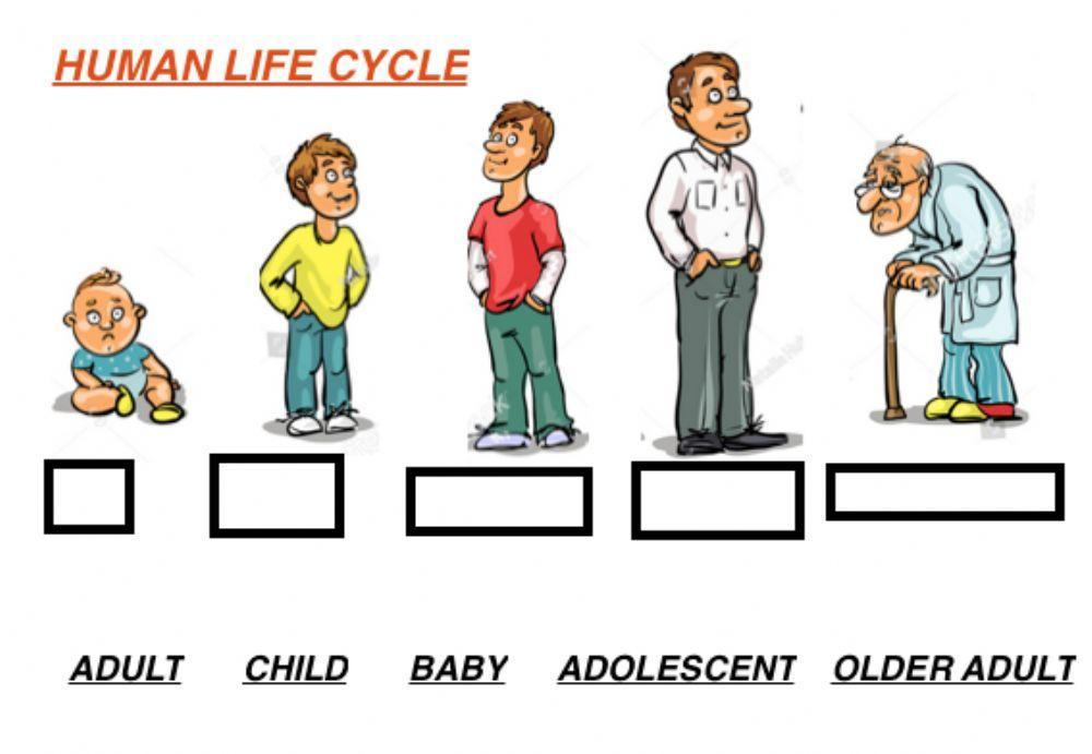 Human life cycle