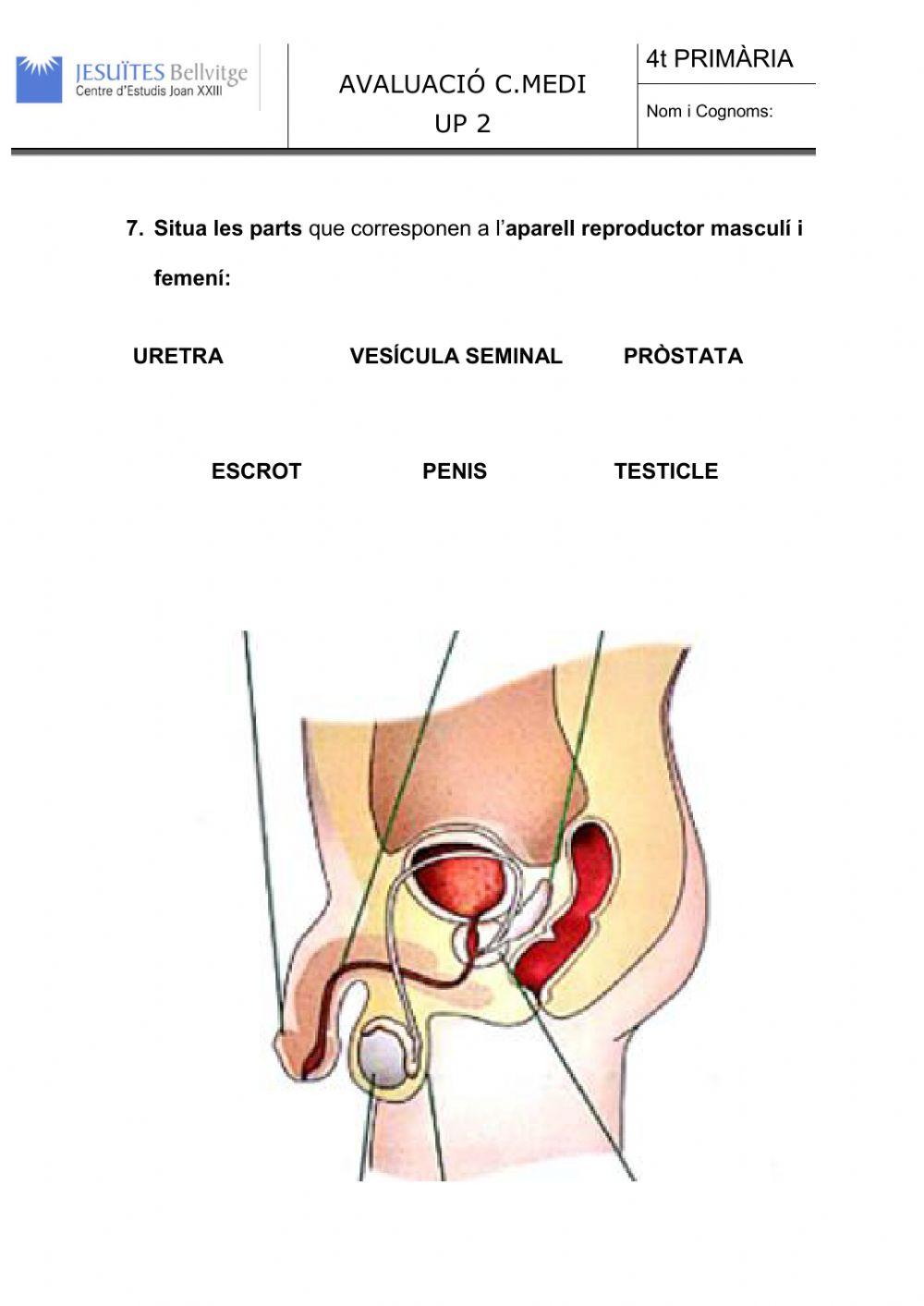Avaluació adaptada LA REPRODUCCIÓ