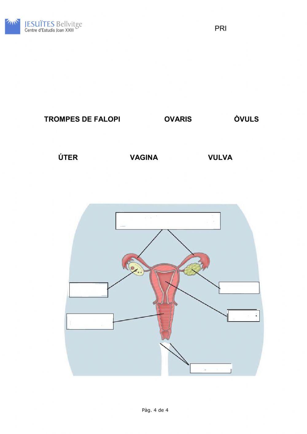 Avaluació adaptada LA REPRODUCCIÓ