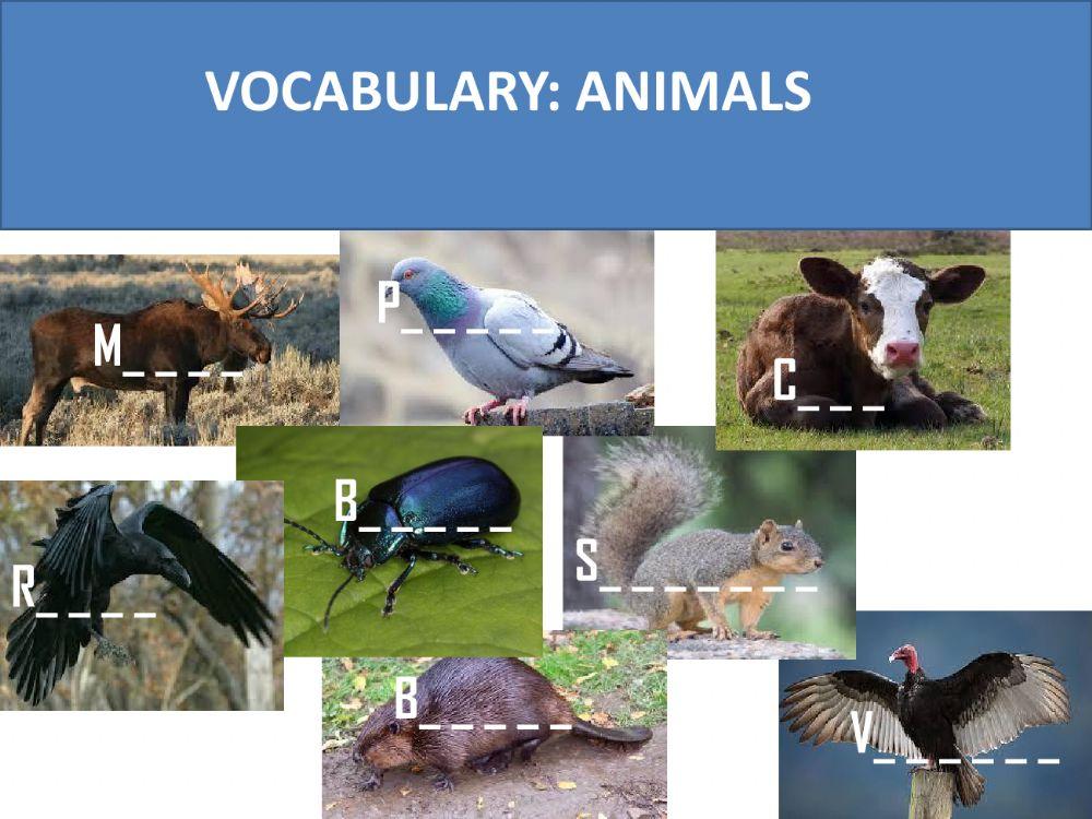 Vocabulary animals