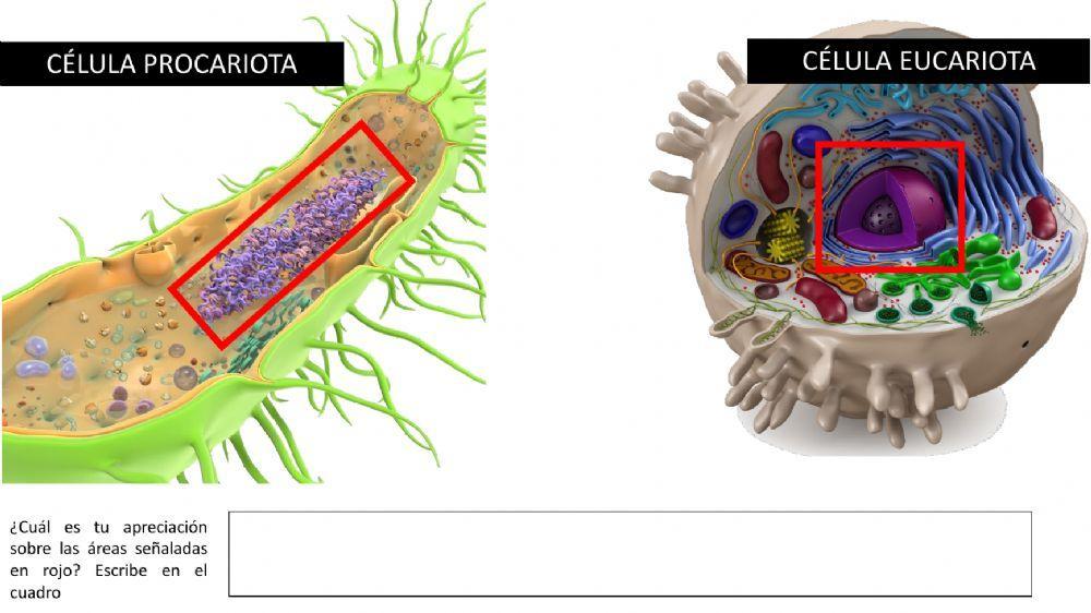 Celula eucariota y procariota