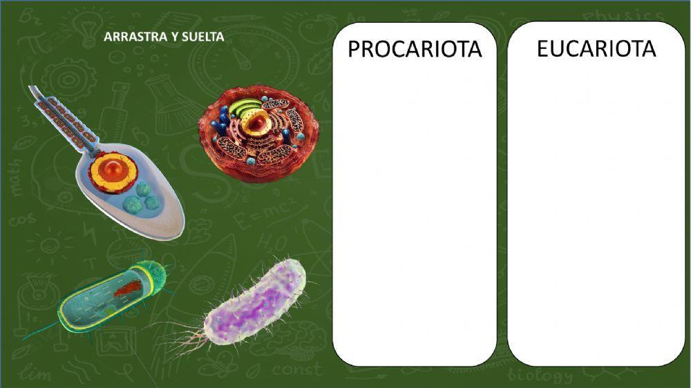 Celula eucariota y procariota