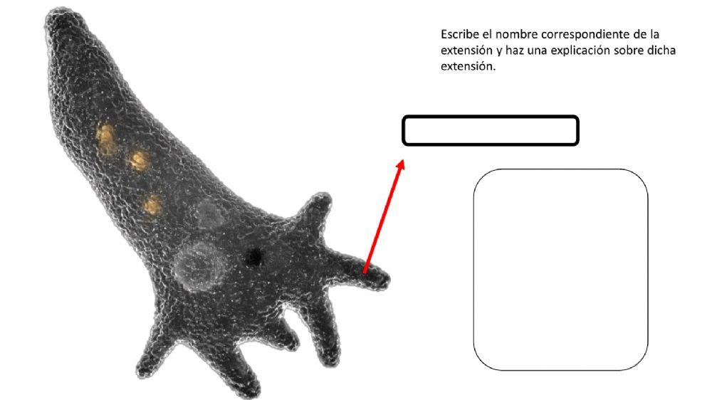 Extensión de la mebrana