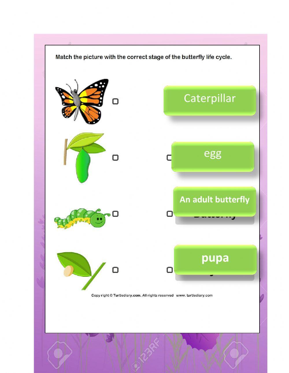 The life cycle of butterfly