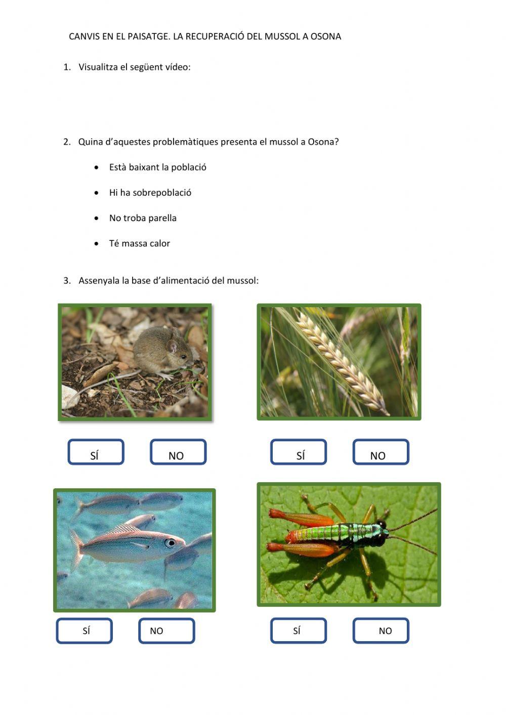 Canvis en el paisatge. La recuperació del mussol