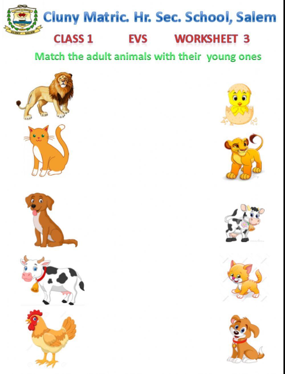Class 1 EVS 3 - Animals and their young ones