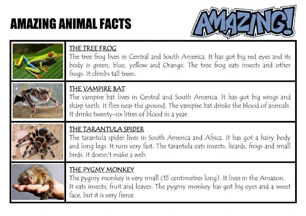 Amazing animal facts