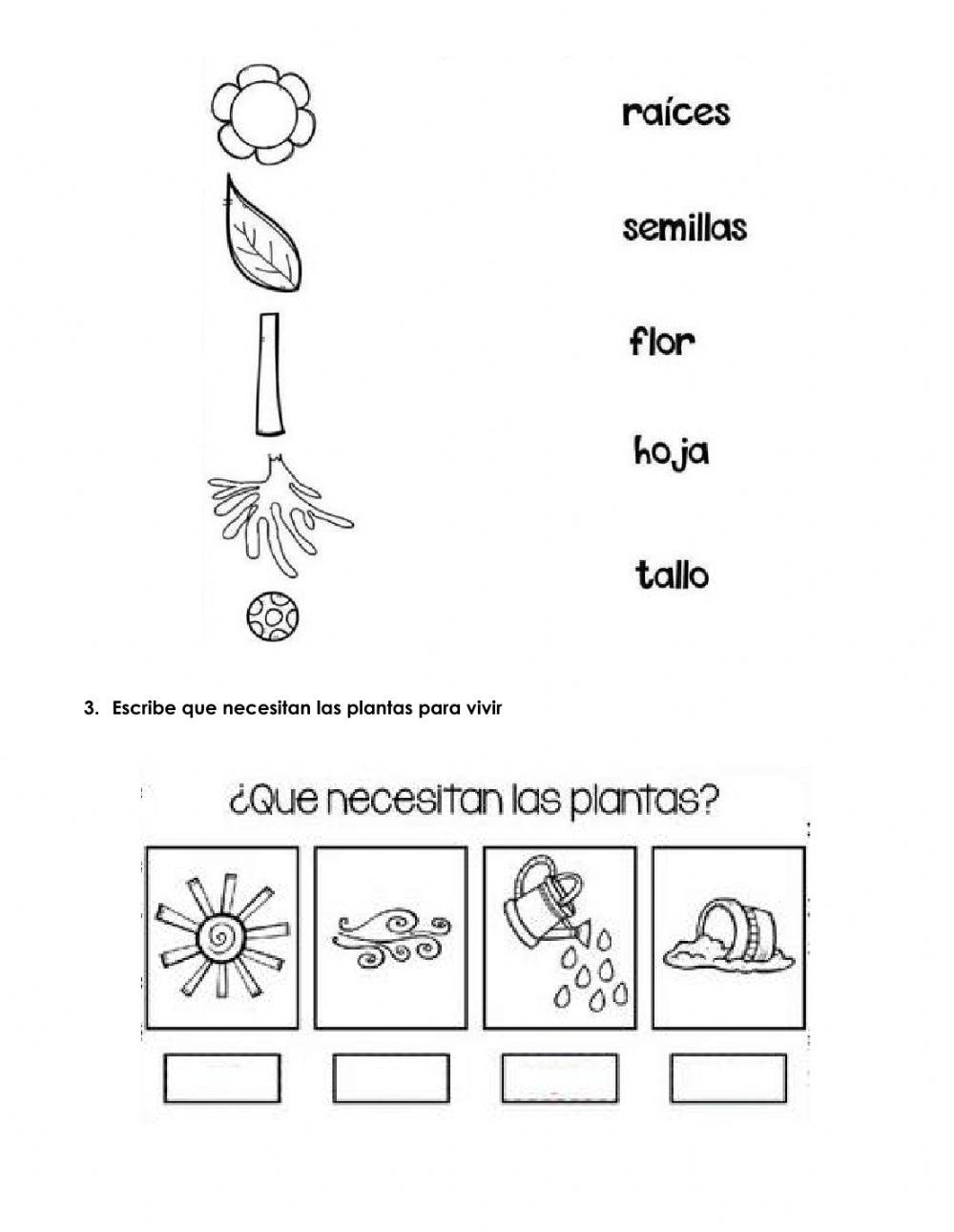 Las Plantas 0845 Alexagaviria Live Worksheets Las Plantas 0845 Alexagaviria Live Worksheets
