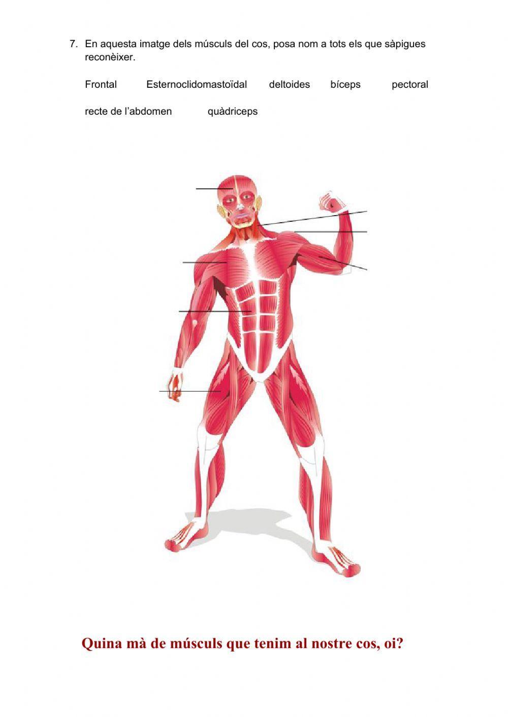 L’aparell locomotor: els músculs i els ossos