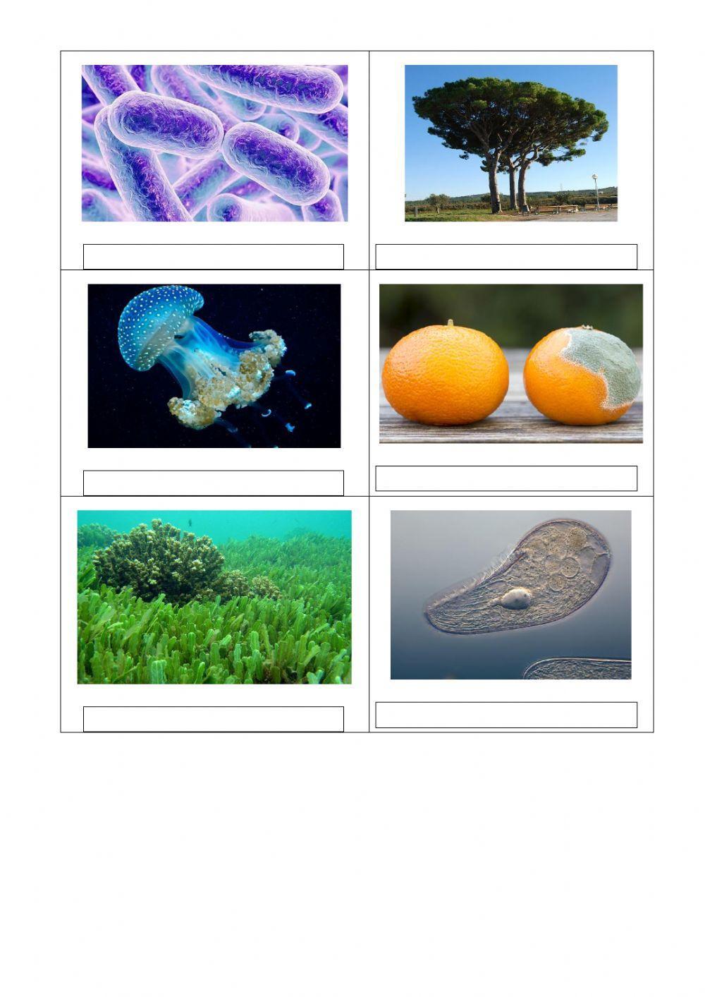 Els 5 regnes dels éssers vius