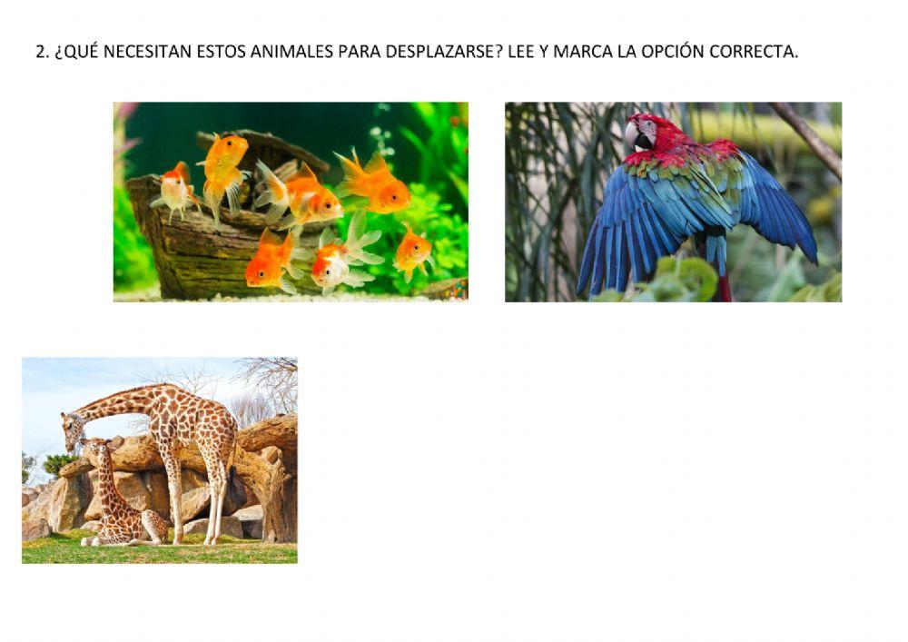 Clasificación de animales