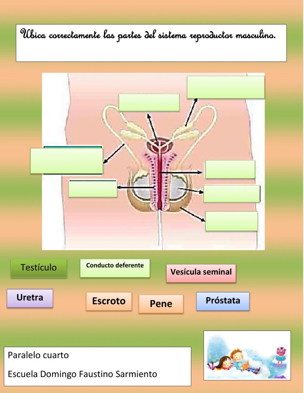 Partes del sistema reproductor masculino