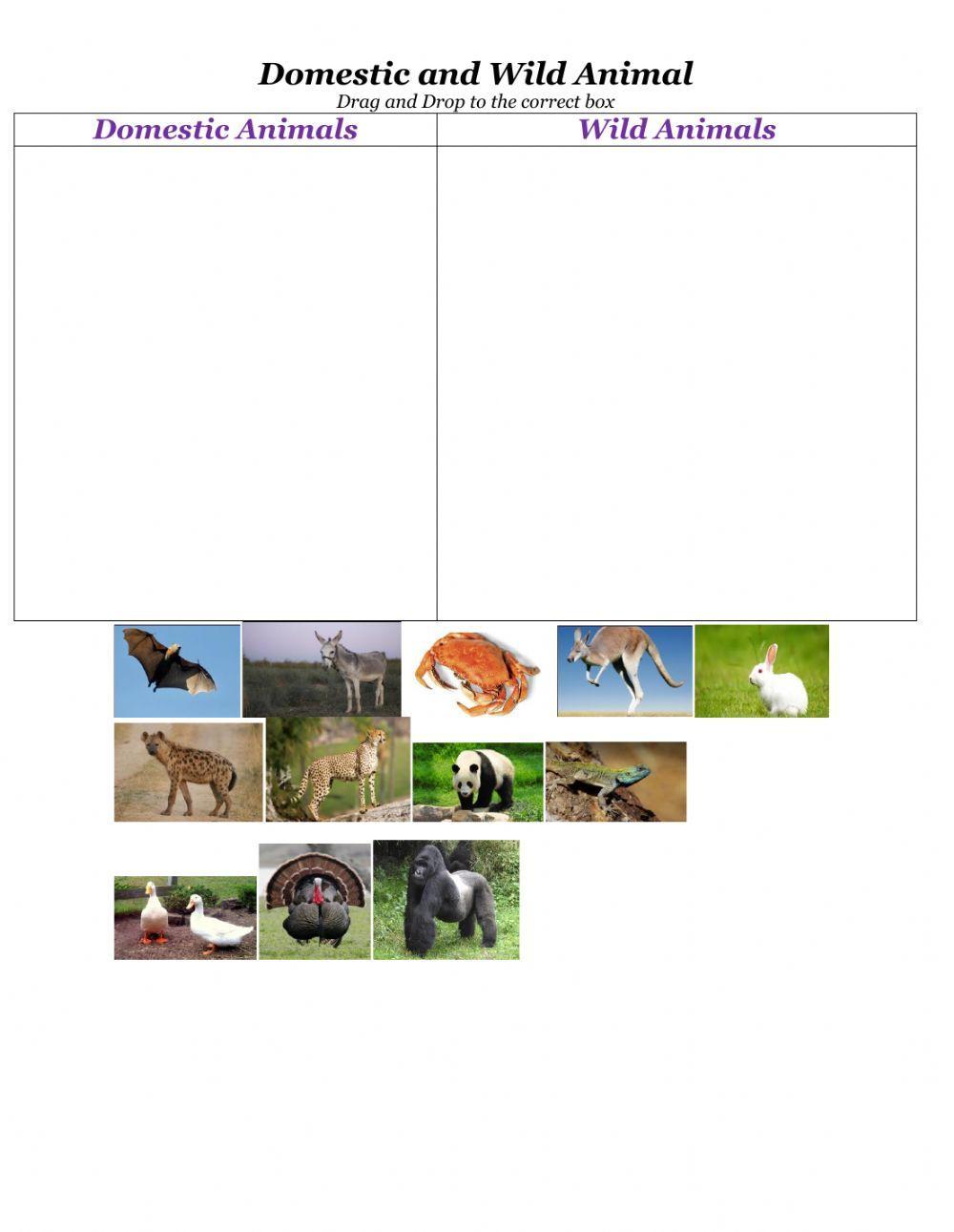 Domestic and Wild Animal Worksheet