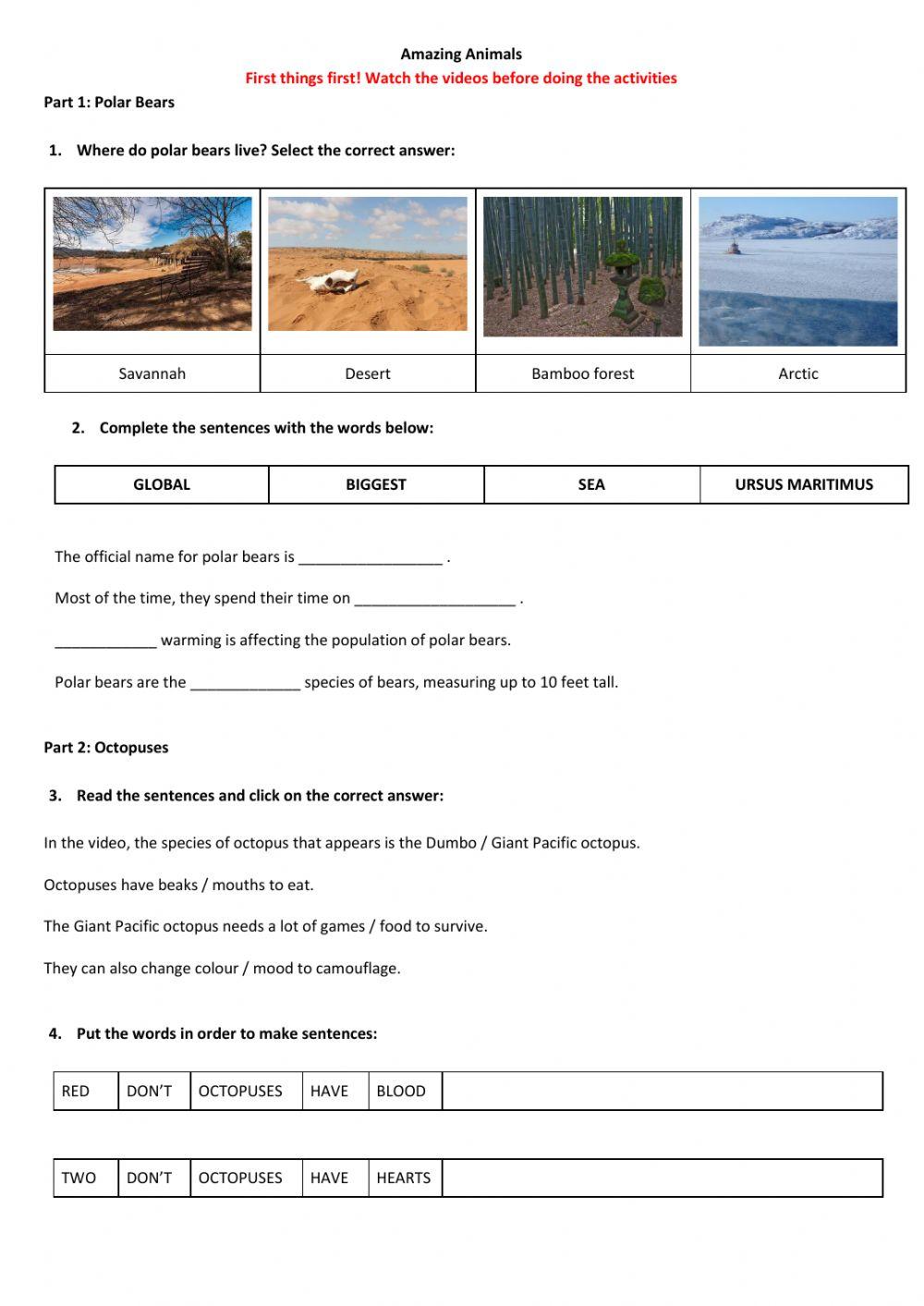 Amazing Animals: Polar Bears & Octopus