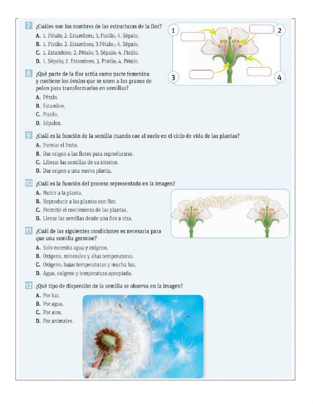 La importancia de las plantas