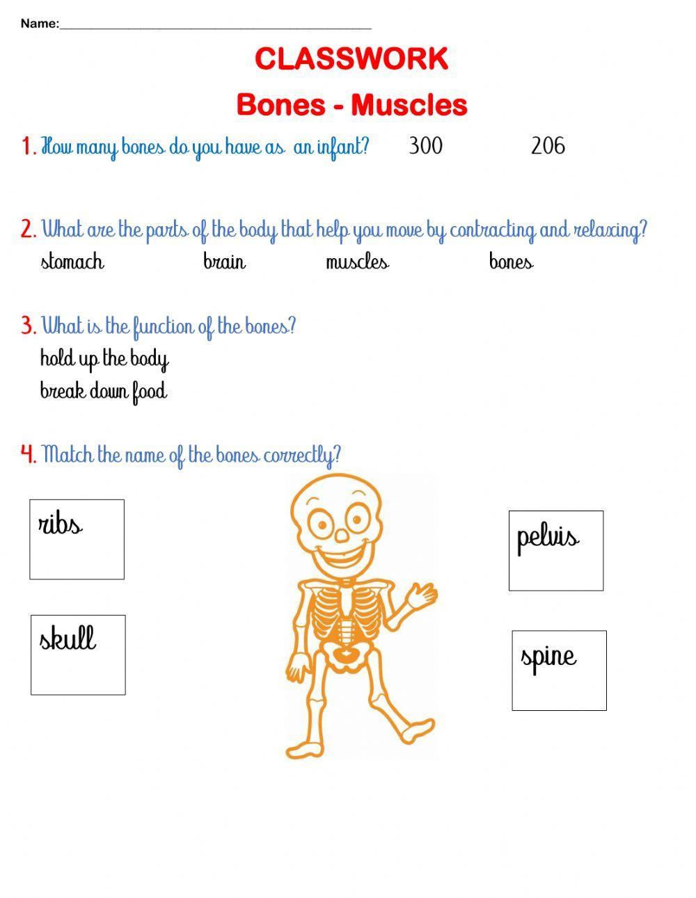 Bones and Muscles CLASSWORK