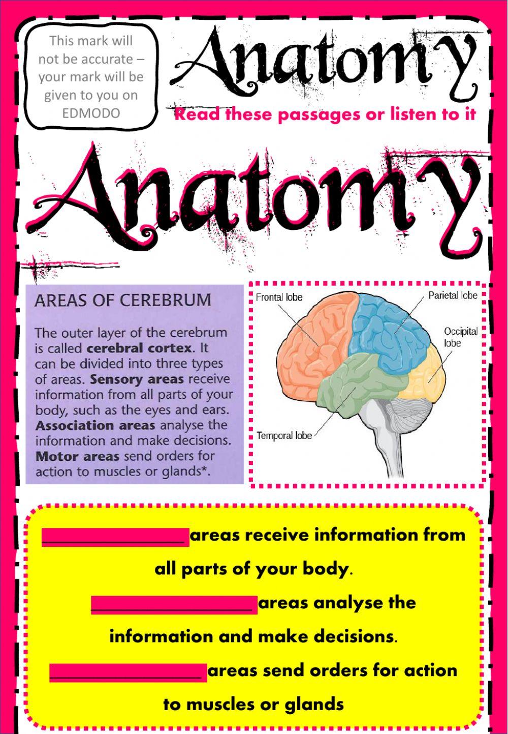 Week 24 - Anatomy - Brain