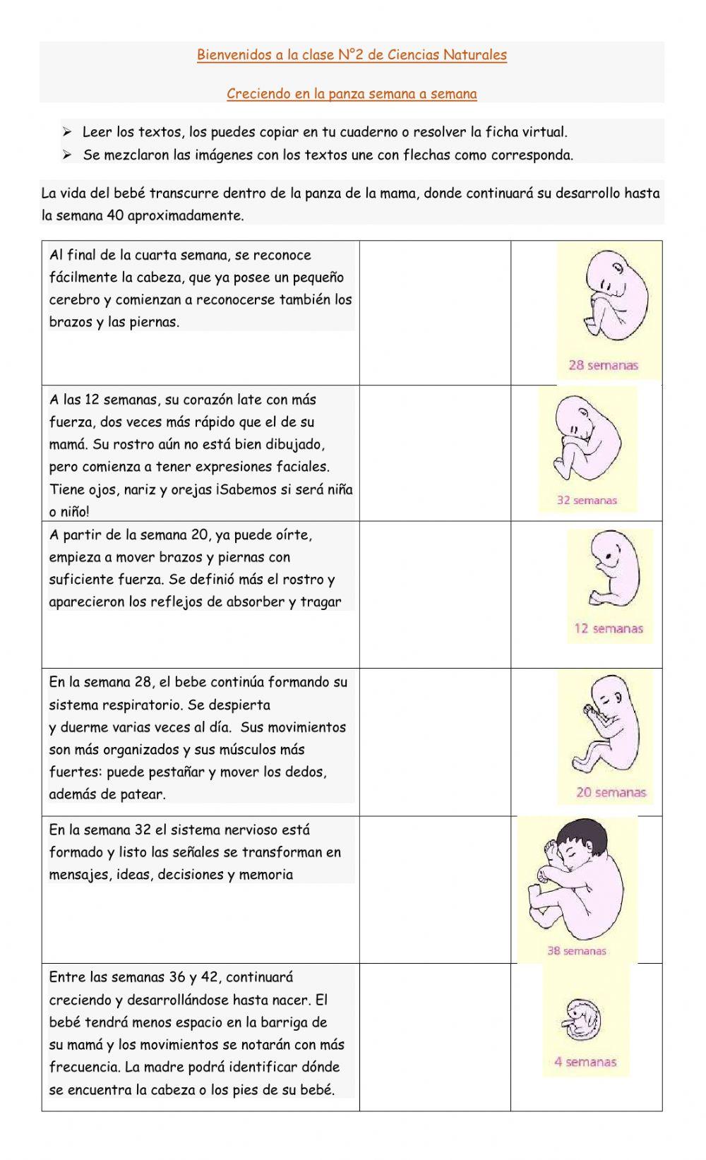 Creciendo en la panza de mamá