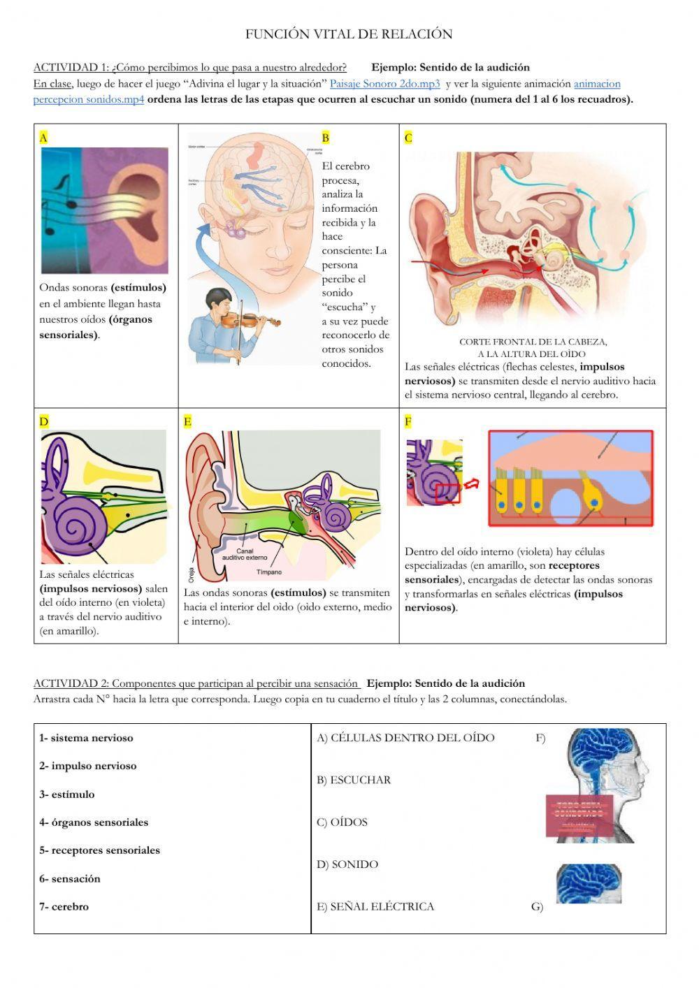 ¿Cómo percibimos sensaciones?