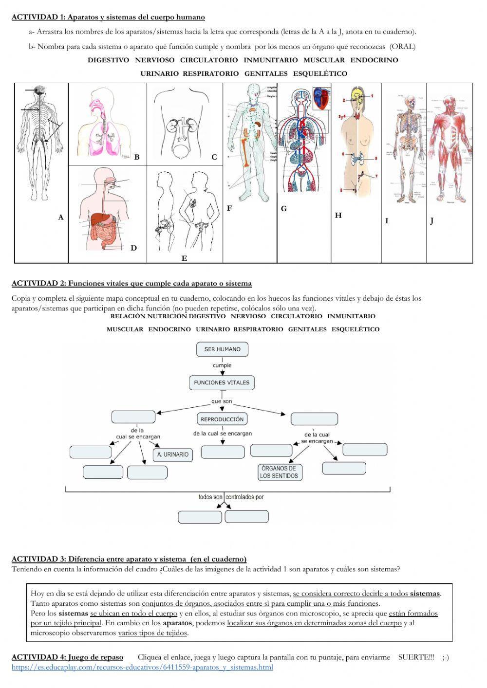 Repaso: Aparatos y sistemas del cuerpo humano