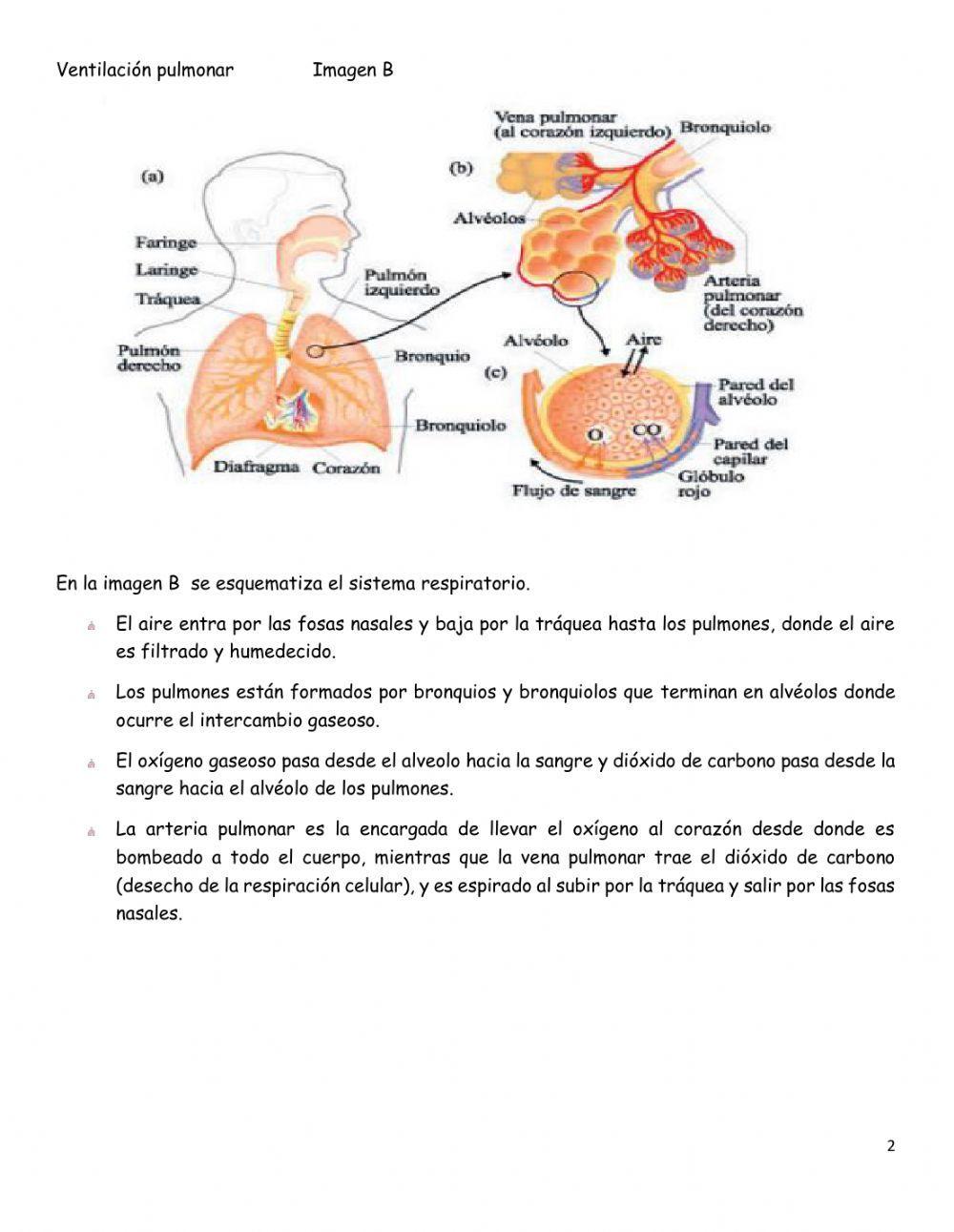 Ventilacion pulmonar