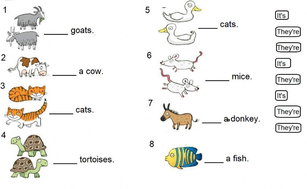 Animals- Bright ideas 1- unit 4- singular or plural?