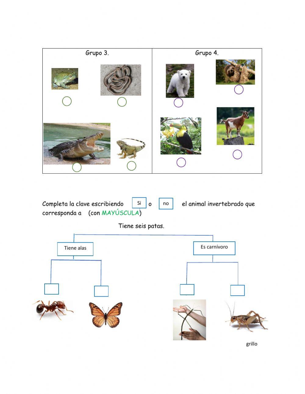 Clasificación: vertebrados e invertebrados 