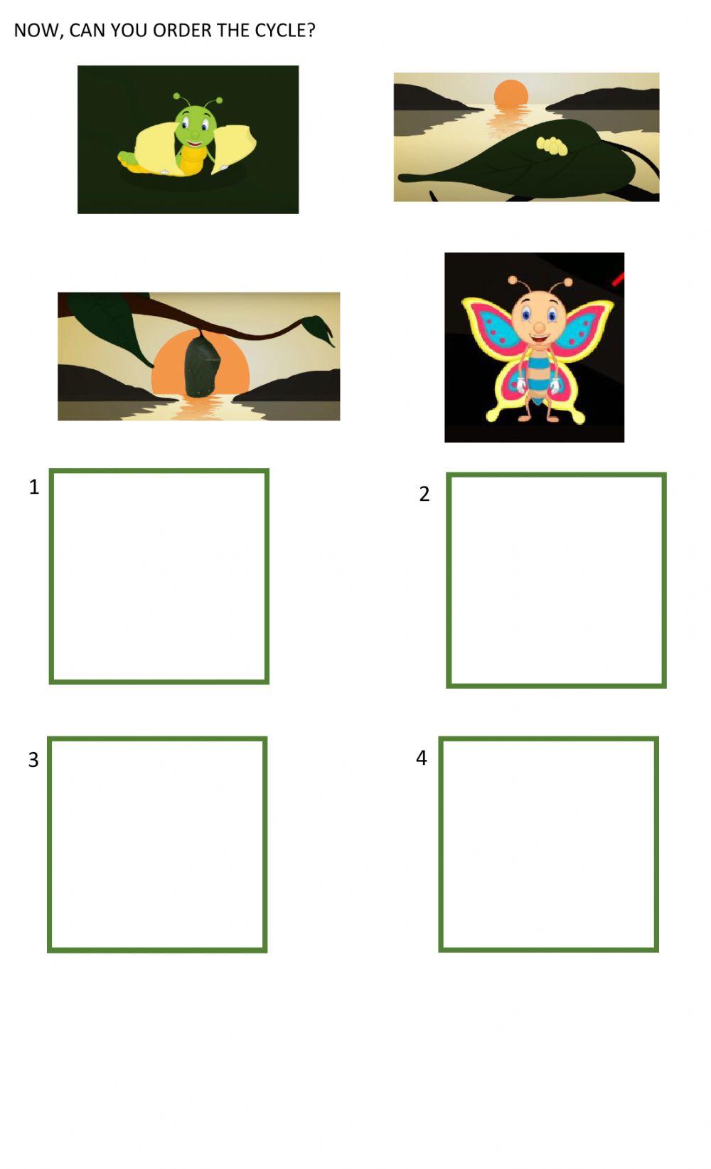 Butterfly life cycle