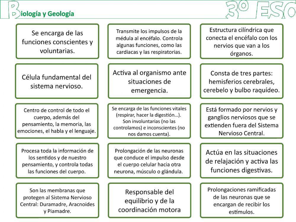 Funciones del Sistema Nervioso